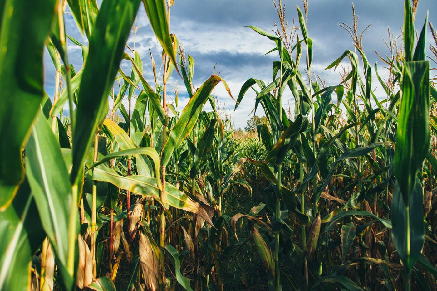 Shaping the Future of Agriculture