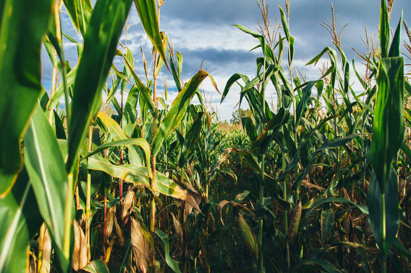 Shaping the Future of Agriculture