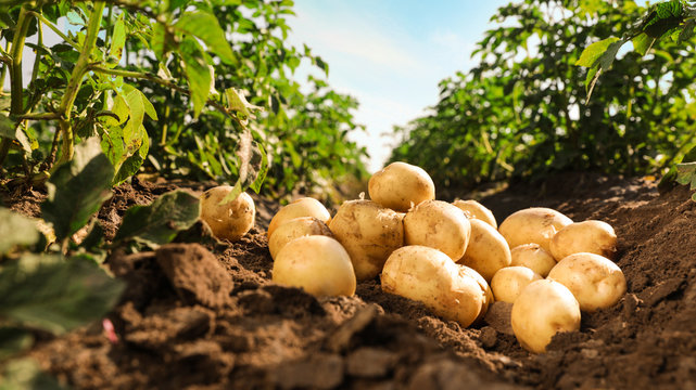 Empowering Farmers with Innovation