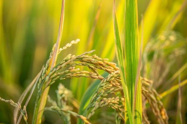 Modern Farming